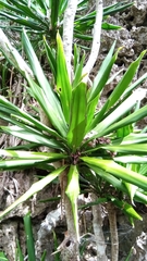 Dracaena