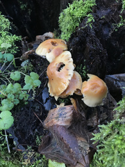 Flammulina velutipes