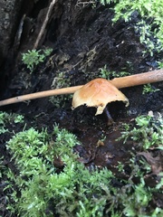 Flammulina velutipes