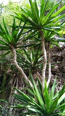 Dracaena