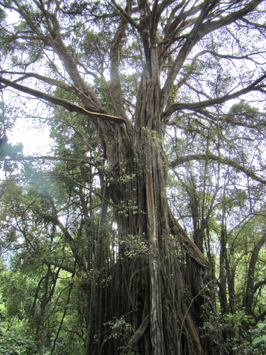 Ficus thonningii