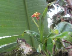 Polystachya sandersonii
