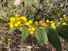 Acacia complanata