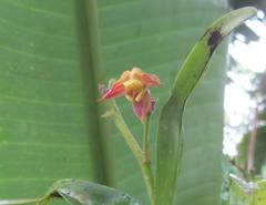 Polystachya sandersonii