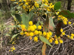Acacia complanata