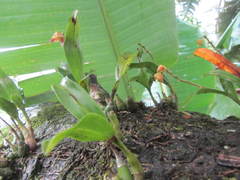 Polystachya sandersonii