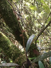 Bulbophyllum