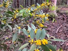 Acacia complanata