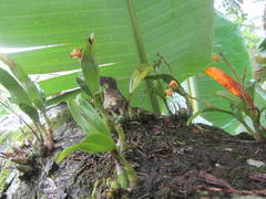 Polystachya sandersonii