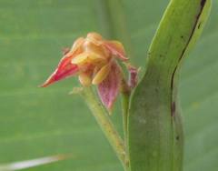 Polystachya sandersonii