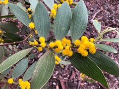 Acacia complanata