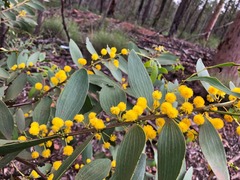 Acacia complanata