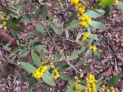 Acacia complanata