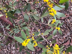 Acacia complanata