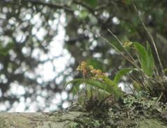 Polystachya sandersonii