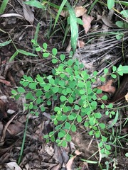 Phyllanthus similis