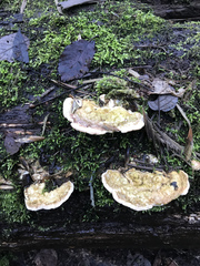 Trametes gibbosa