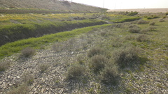 Heliotropium bacciferum