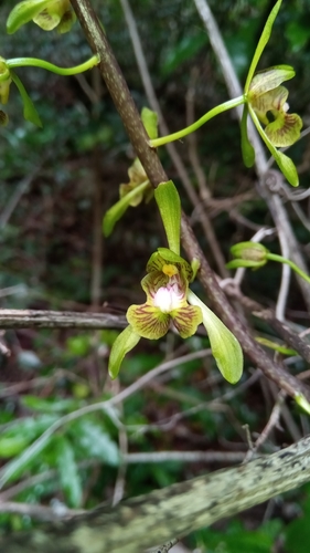 Eulophia calcarata image