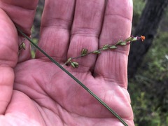 Setaria grandispiculata