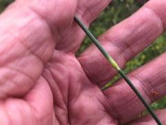 Setaria grandispiculata