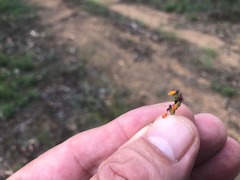 Setaria grandispiculata