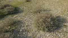 Heliotropium bacciferum