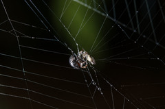 Isoxya penizoides
