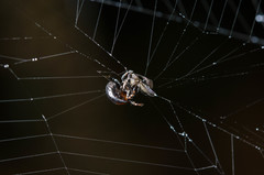 Isoxya penizoides