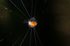 Isoxya penizoides