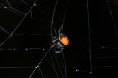 Isoxya penizoides