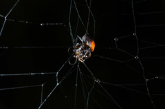 Isoxya penizoides