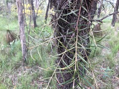 Lysicarpus angustifolius