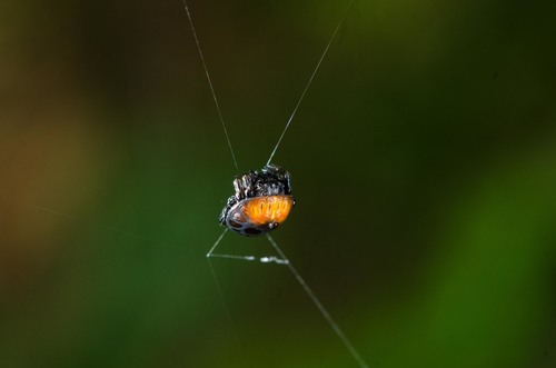 Spiny Orbweavers (Gasteracantha) and Kin's Journal · iNaturalist