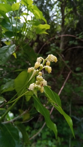 Rinorea pauciflora image