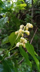 Rinorea pauciflora image