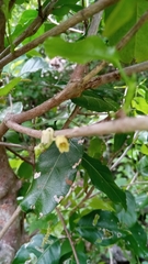 Rinorea pauciflora image