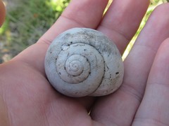 Xanthomelon saginatum