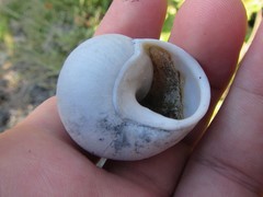 Xanthomelon saginatum