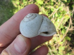 Xanthomelon saginatum