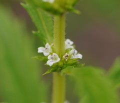 Lycopus australis