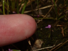 Utricularia minutissima