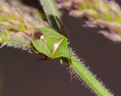 Ocirrhoe unimaculata