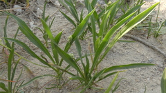 Plantago amplexicaulis