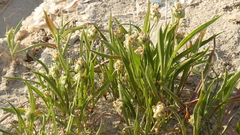 Plantago amplexicaulis