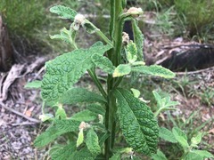 Pterocaulon redolens