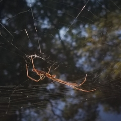 Tetragnatha elongata