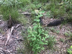 Pterocaulon redolens