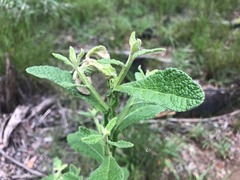 Pterocaulon redolens