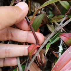 Nepenthes rhombicaulis